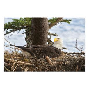 Nesting Bald Eagle Photo Print
