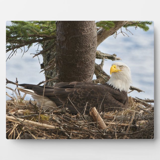 Nesting Bald Eagle Plaque (Front)