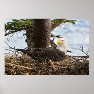 Nesting Bald Eagle Poster