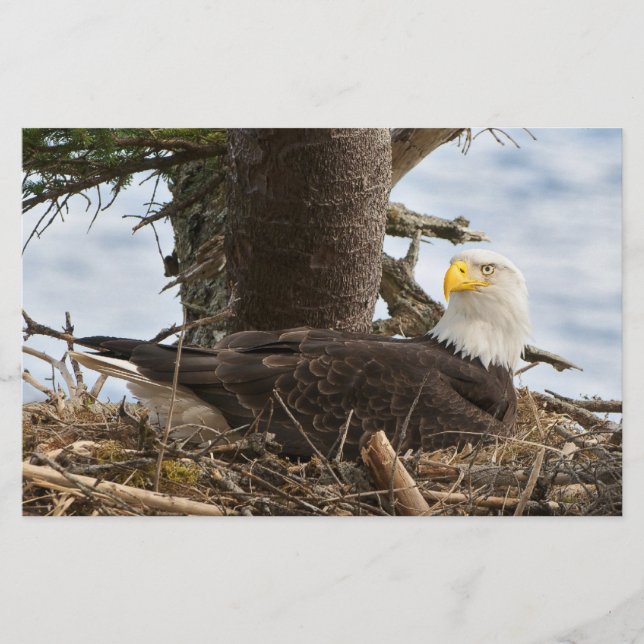 Nesting Bald Eagle Stationery (Front)