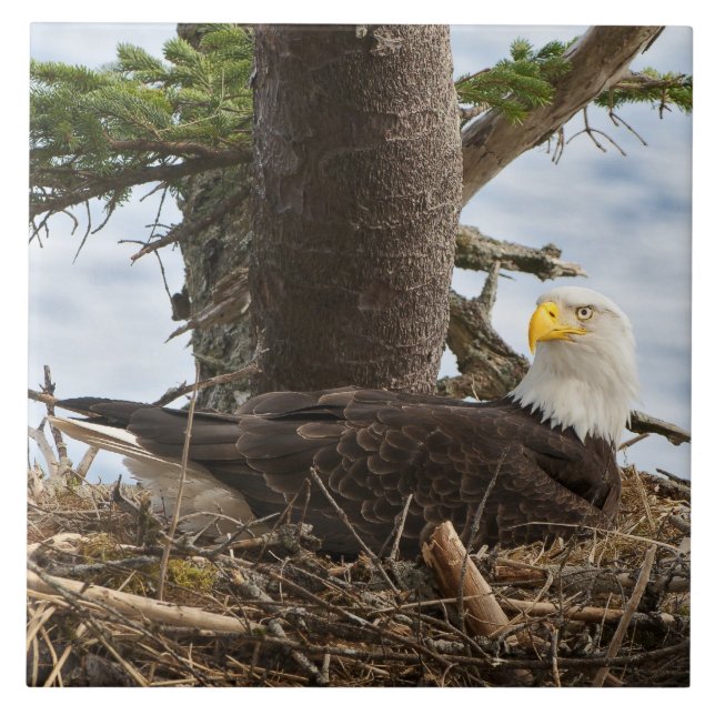 Nesting Bald Eagle Tile (Front)