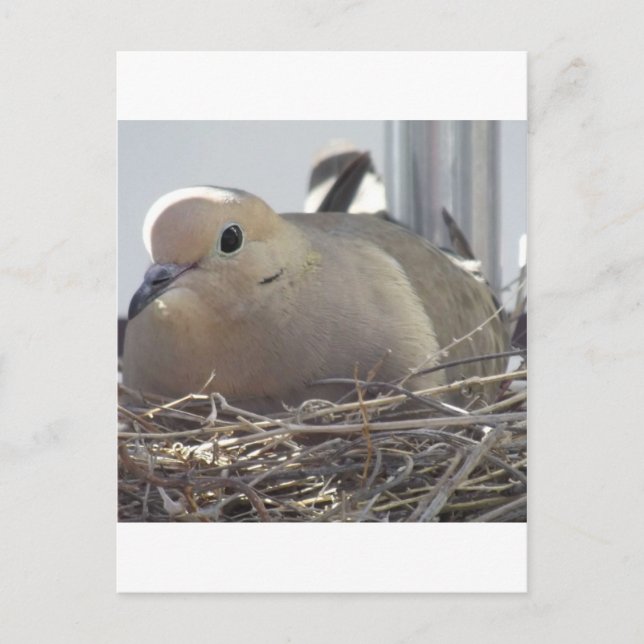 Nesting Mourning Dove Postcard (Front)