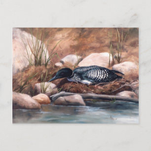 Nesting Time Loon Postcard