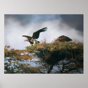 Nesting Vultures  Poster
