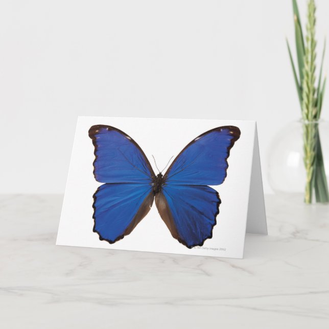 Nestira Marpho butterfly Card (Front)