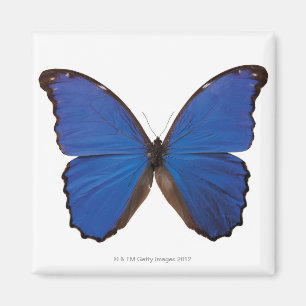 Nestira Marpho butterfly Magnet