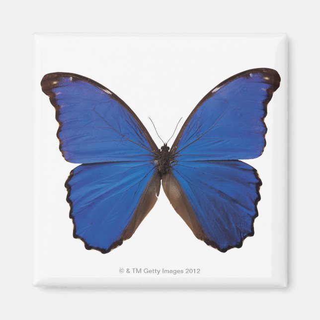 Nestira Marpho butterfly Magnet (Front)