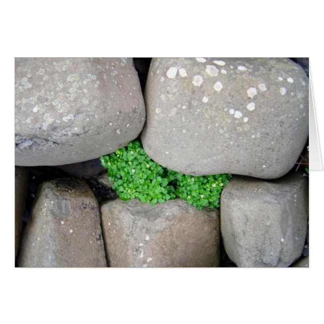 Nestlé (Devant horizontal)