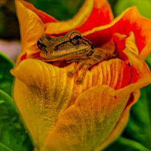 « Nestled Bloom » — Impression d'art de grenouille