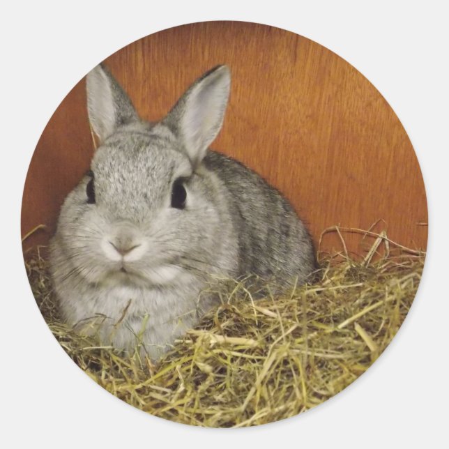 Netherland Dwarf Rabbit Classic Round Sticker (Front)