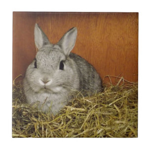 Netherland Dwarf Rabbit Tile