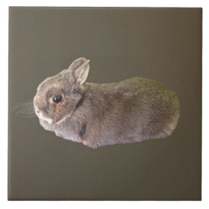 Netherland Dwarf Rabbit Tile