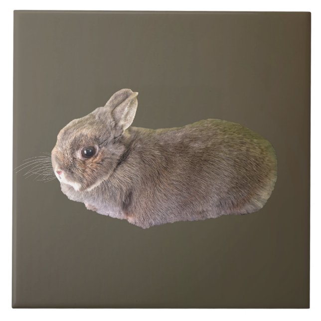 Netherland Dwarf Rabbit Tile (Front)