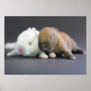 Netherland Dwarf Rabbits Poster