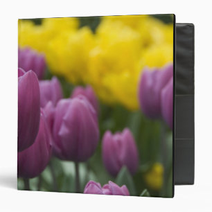 Netherlands aka Holland), Lisse. Keukenhof 10 Binder