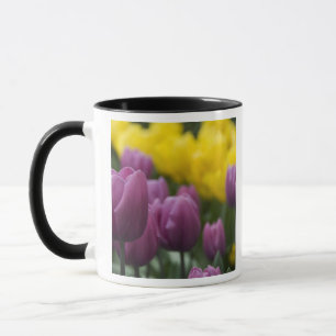 Netherlands aka Holland), Lisse. Keukenhof 10 Mug