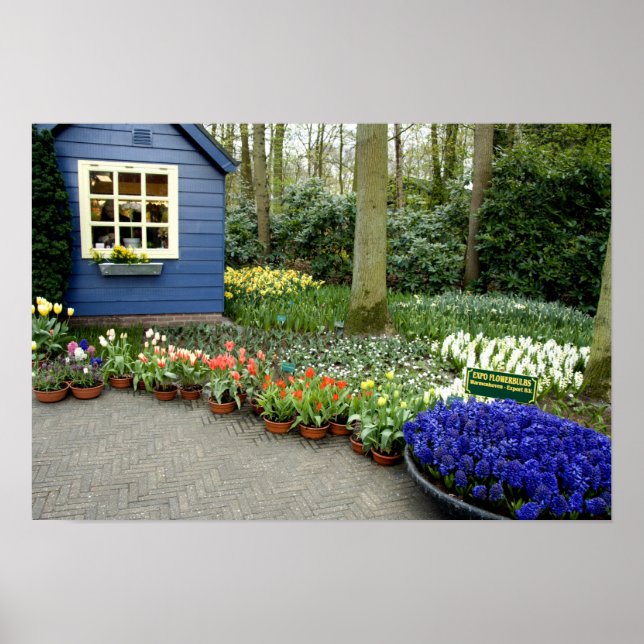 Netherlands aka Holland), Lisse. Keukenhof 11 Poster (Front)