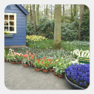 Netherlands aka Holland), Lisse. Keukenhof 11 Square Sticker