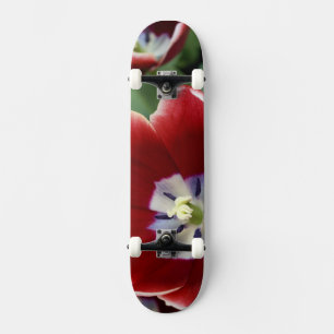 Netherlands (aka Holland), Lisse. Keukenhof 3 Skateboard