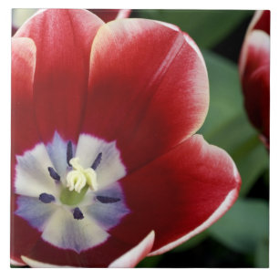 Netherlands (aka Holland), Lisse. Keukenhof 3 Tile