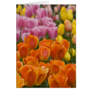 Netherlands aka Holland), Lisse. Keukenhof 4