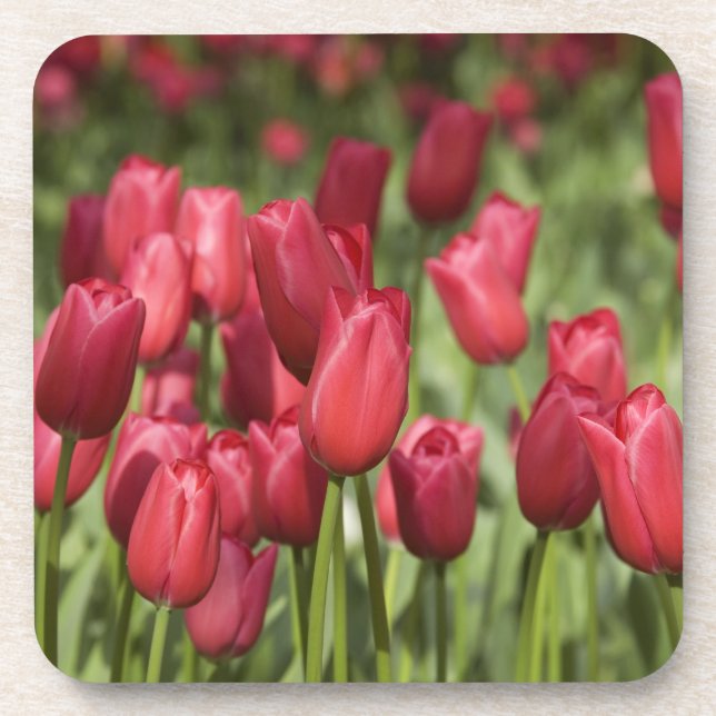 Netherlands (aka Holland), Lisse. Keukenhof 4 Coaster (Front)