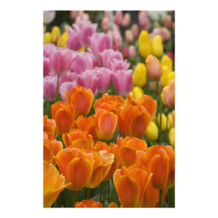 Netherlands aka Holland), Lisse. Keukenhof 4 Photo Print