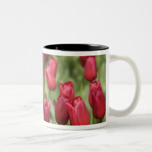 Netherlands (aka Holland), Lisse. Keukenhof 4 Two-Tone Coffee Mug