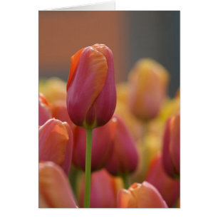 Netherlands aka Holland), Lisse. Keukenhof 6