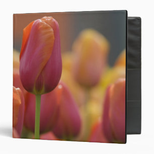 Netherlands aka Holland), Lisse. Keukenhof 6 Binder