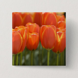 Netherlands aka Holland), Lisse. Keukenhof 7 2 Inch Square Button