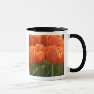 Netherlands aka Holland), Lisse. Keukenhof 7 Mug