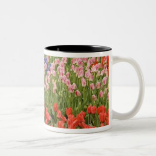 Netherlands aka Holland), Lisse. Keukenhof 8 Two-Tone Coffee Mug