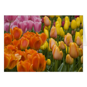 Netherlands aka Holland), Lisse. Keukenhof 9