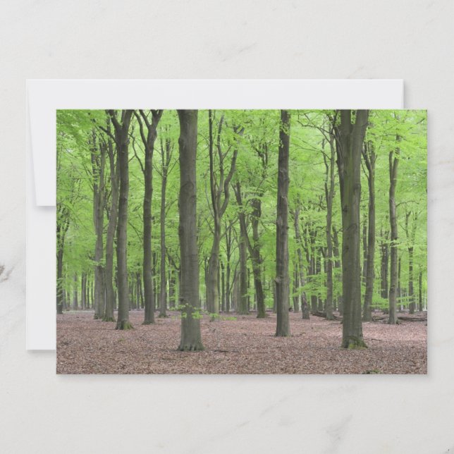 Netherlands Forest (Front)