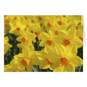 Netherlands, Holland, Lisse, Keukenhof Gardens,