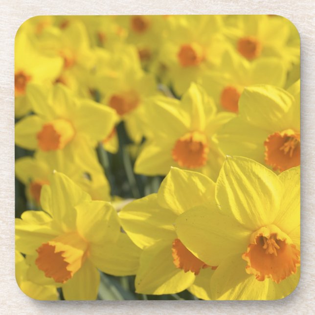 Netherlands, Holland, Lisse, Keukenhof Gardens, Coaster (Front)