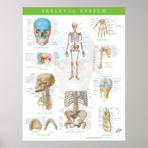 Netter Skeletal System Poster