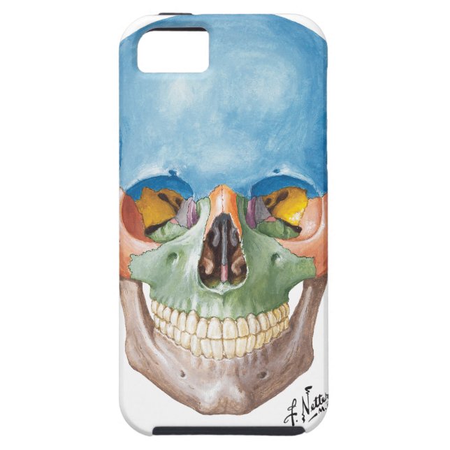 Netter Skull iPhone 5 Case (Back)