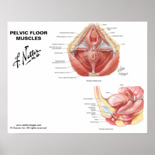Netter's Pelvic Floor Muscles - Labelled Chart