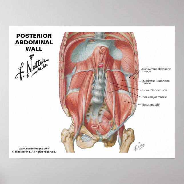 Netter's Posterior Abdominal Wall - Labelled Chart (Front)