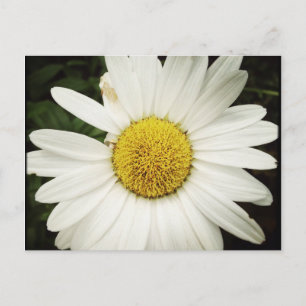 NettieMade Daisy Postcard