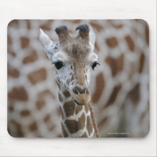 Netzgiraffe, Giraffa camelopardalis reticulata, Mouse Pad