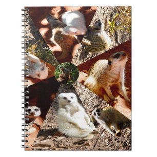 Neuf Triangles Meerkat, Carnet