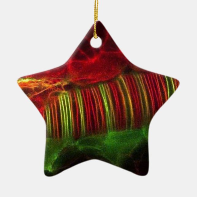 Neural tube ceramic ornament (Front)