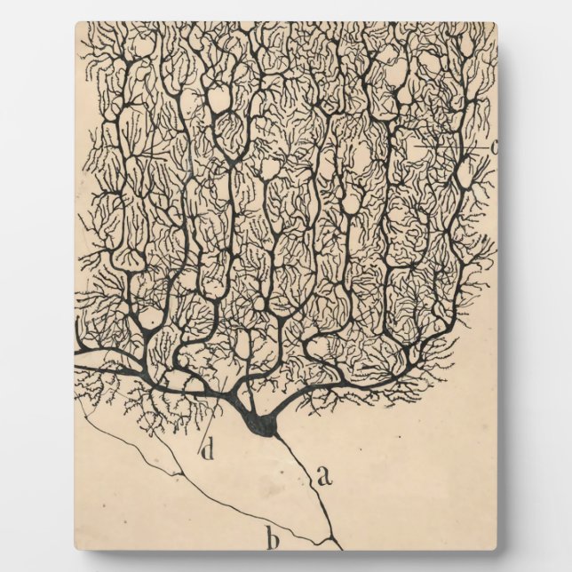 Neuron Drawing By Santiago Ramón Y Cajal Plaque (Front)