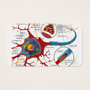 Neurones de cellules sains