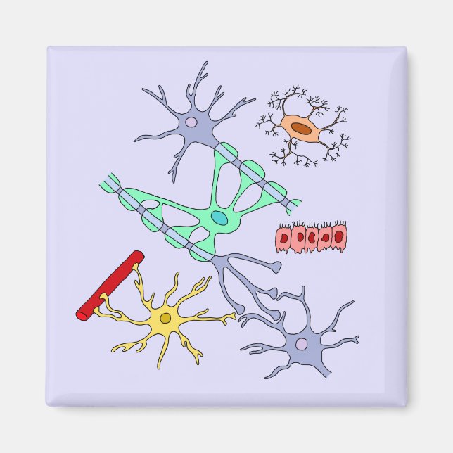 Neurons And Glia Magnet (Front)