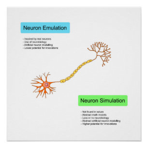 Neurons Poster