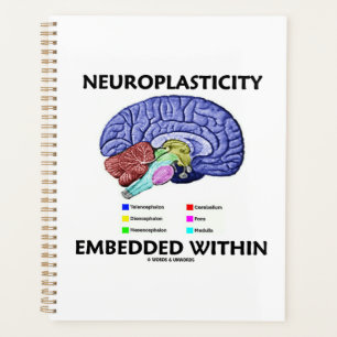 Neuroplasticité intégrée dans l'anatomie cérébrale